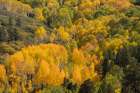 USA-Colorado-Uncompahgre National Forest Aspens on mountainside in autumn Art Print